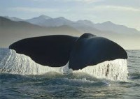 /album/allatok-/letoltes-5-uzi7-jpg/